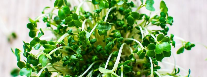 green leafed plant