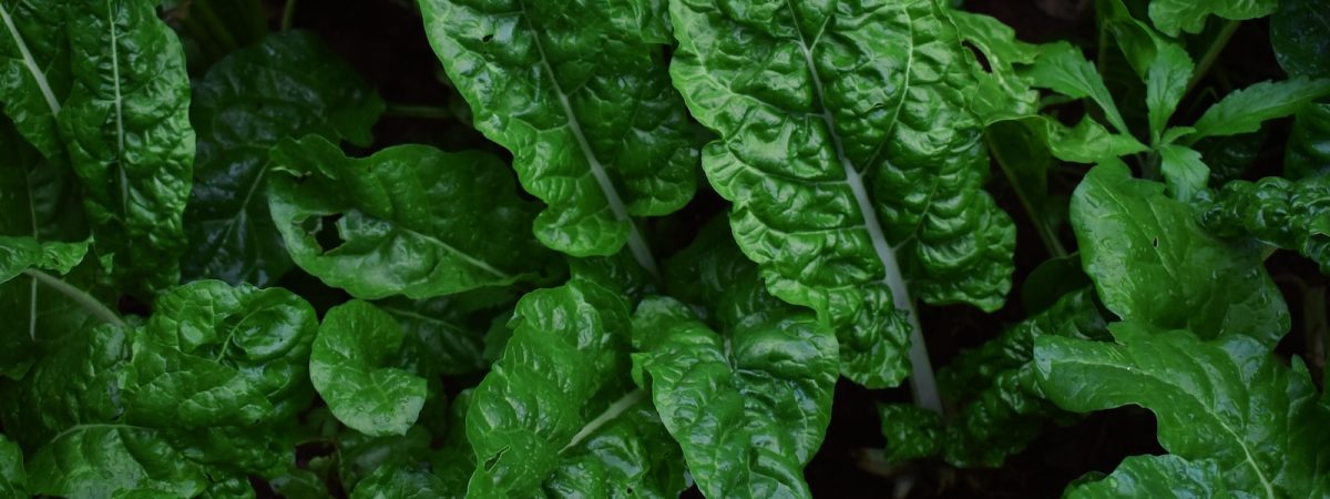 green leaves in close up photography