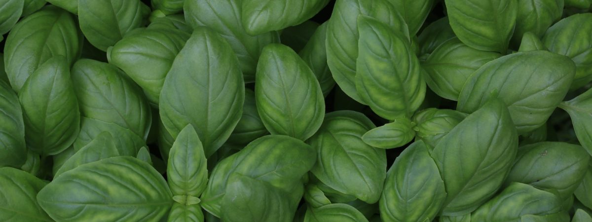 green leaf plants