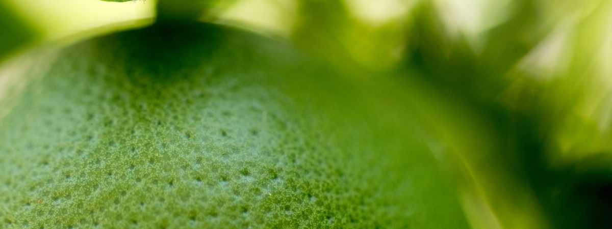 macro photography of green fruit