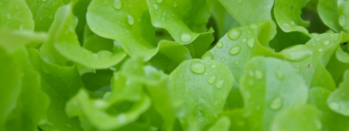 water droplets on green plant