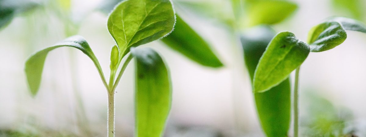 green plants on soil