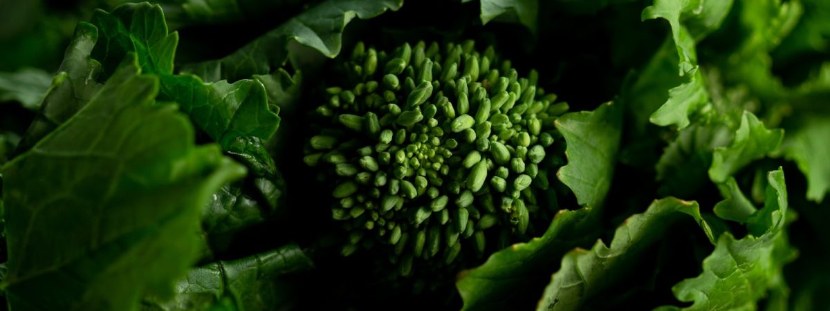 green leaves in close up photography